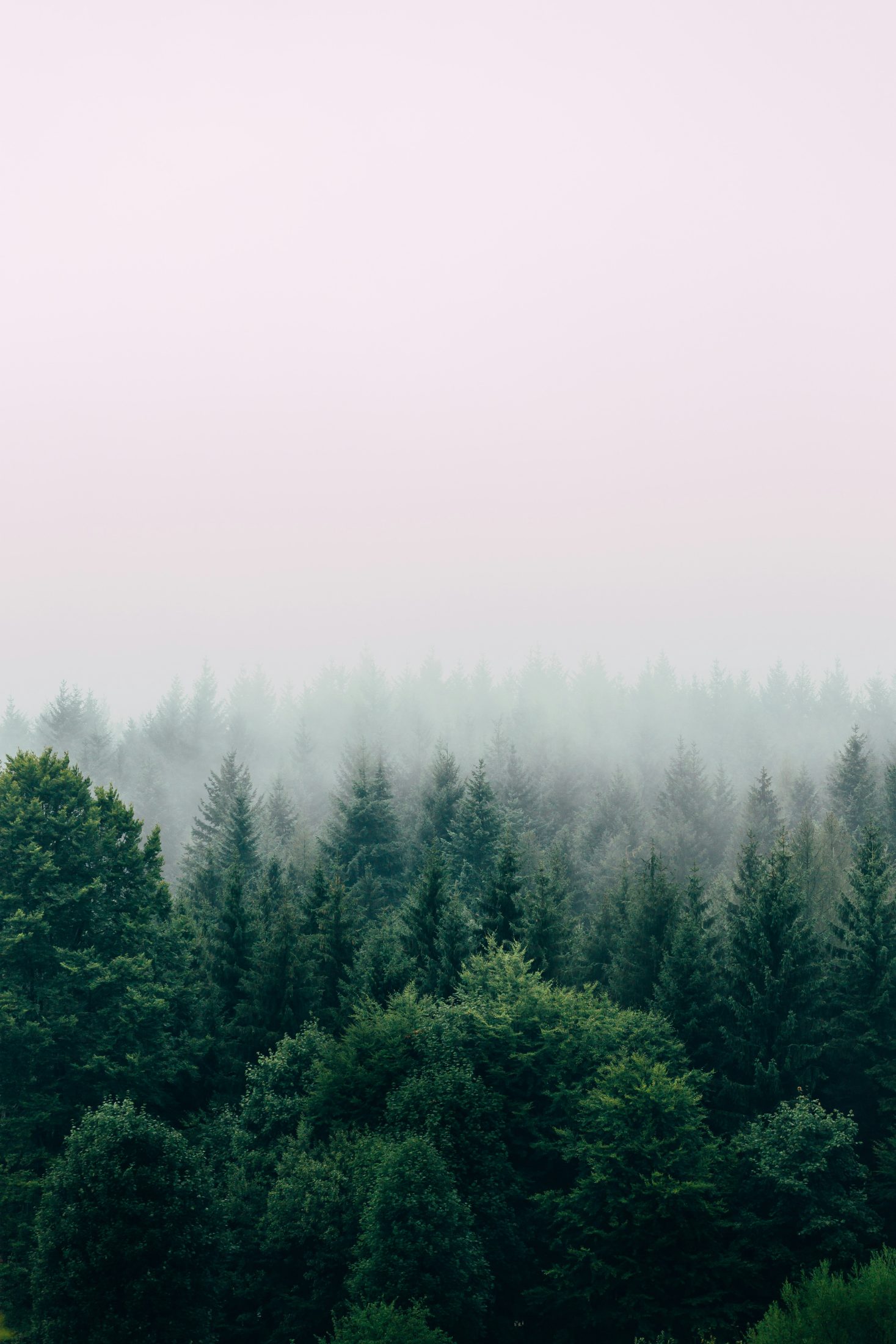 Evergreen forest in soft morning mist